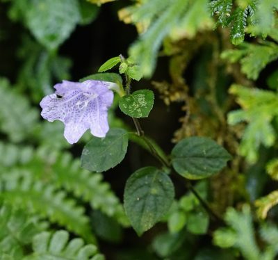 Strobilanthes rankanensis, photographed by Tim