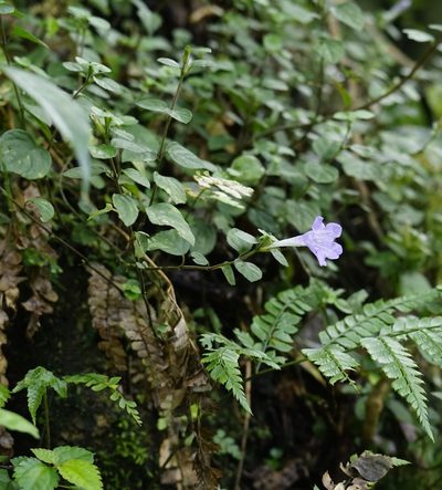 Strobilanthes rankanensis, photographed by Tim