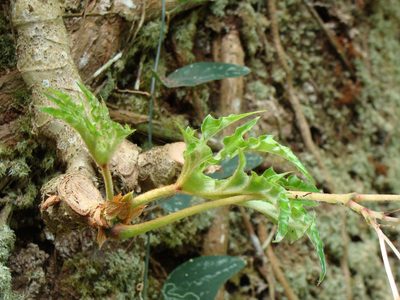 Begonia crassicaulis, photographed by Alexis López Hernández