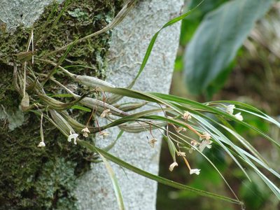 Scaphyglottis crurigera, photographed by Alexis López Hernández