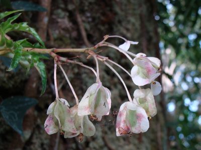 Begonia crassicaulis, photographed by Alexis López Hernández
