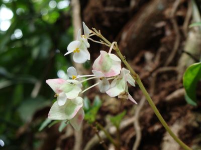Begonia crassicaulis, photographed by Alexis López Hernández