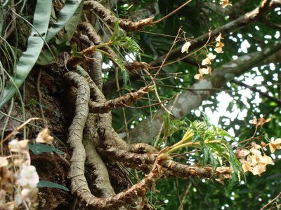 Begonia crassicaulis, photographed by Alexis López Hernández