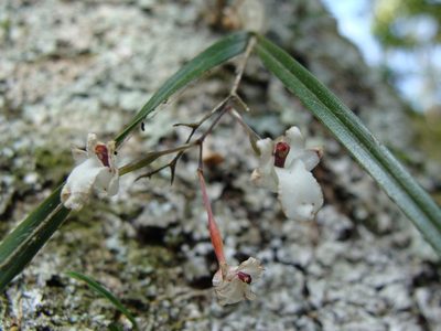 Scaphyglottis crurigera, photographed by Alexis López Hernández