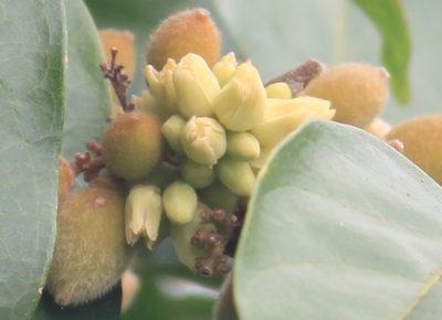 Trichilia pallida, photographed by Étienne Lacroix-Carignan