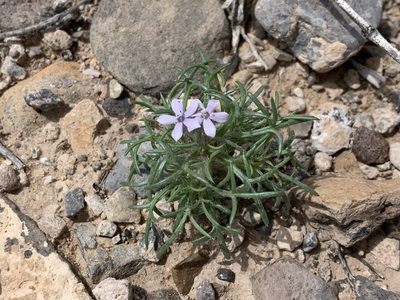 Ipomopsis pumila, photographed by CK2AZ