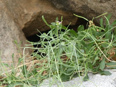 Boechera perennans, photographed by Aaron Liston
