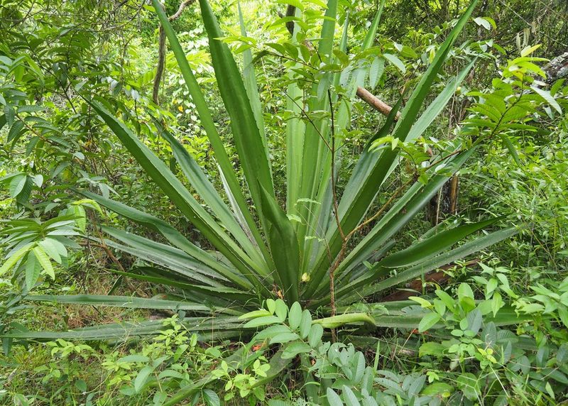 Furcraea hexapetala, photographed by John G. Phillips