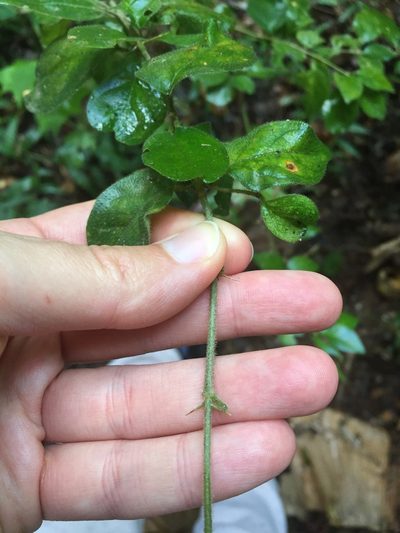 Canthium ciliatum, photographed by Sunčana Bradley