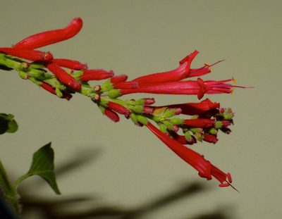 Salvia elegans, photographed by Steve Kerr