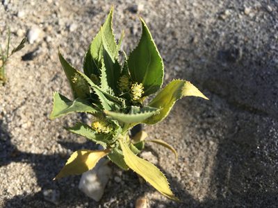 Stillingia spinulosa, photographed by W. Terry Hunefeld
