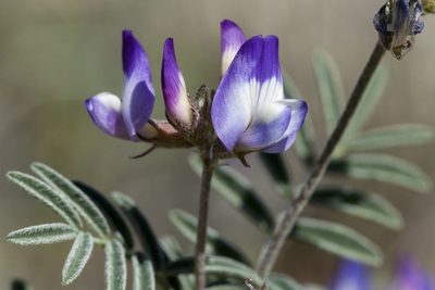 Astragalus emoryanus, photographed by Cecelia Alexander
