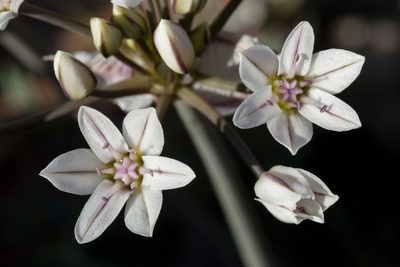 Allium macropetalum, photographed by Cecelia Alexander