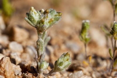 Logfia depressa, photographed by Cecelia Alexander