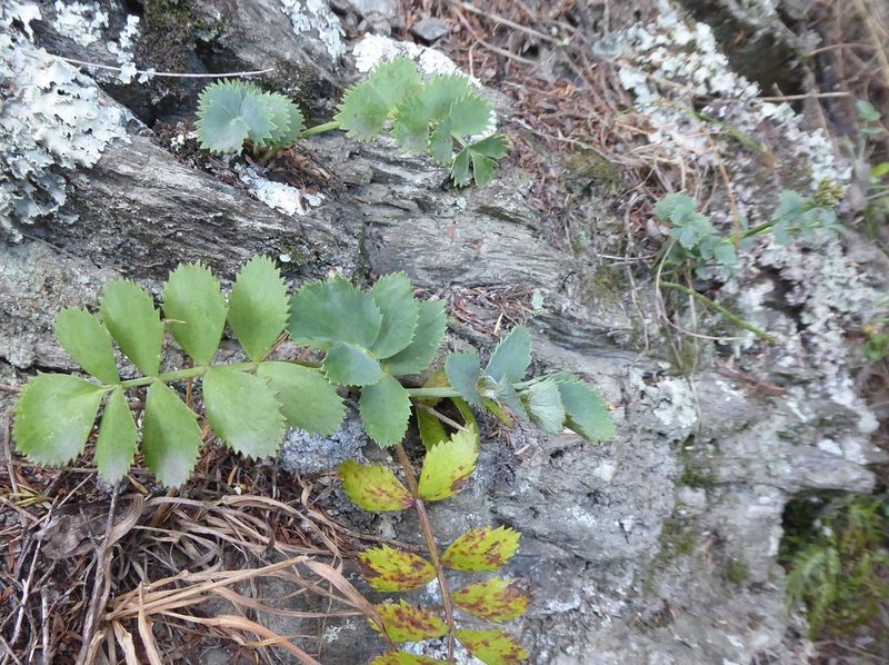 Gingidia grisea, photographed by Aalbert Rebergen