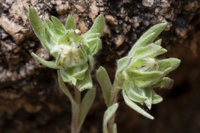 Stylocline micropoides, photographed by Cecelia Alexander