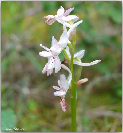 Orchis laeta, photographed by Aissa Djamel Filali
