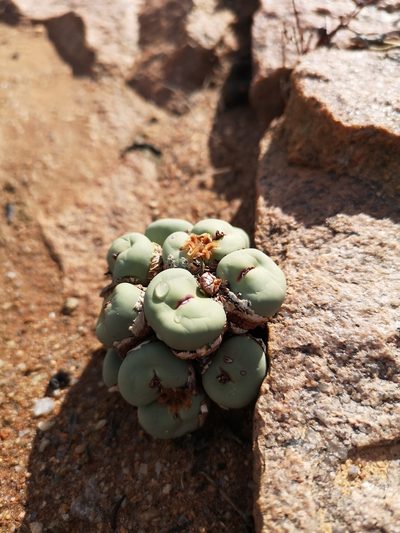 Conophytum pageae, photographed by leandra-k_89