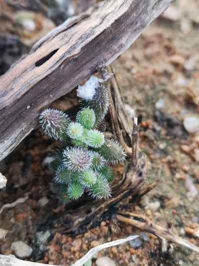 Crassula hirtipes, photographed by leandra-k_89