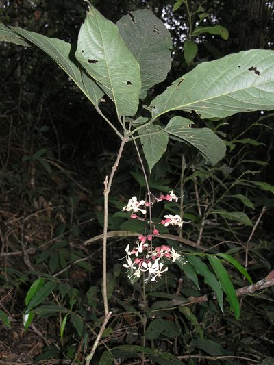 Clerodendrum schmidtii, photographed by Oleg Kosterin