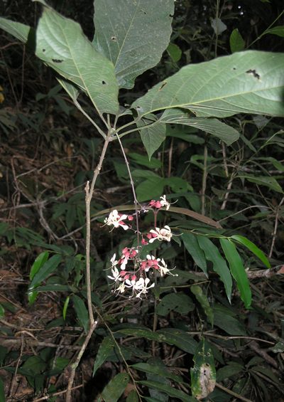 Clerodendrum schmidtii, photographed by Oleg Kosterin
