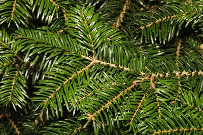 Abies nordmanniana, photographed by Stephen James McWilliam