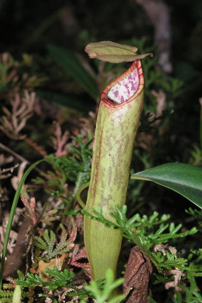 Nepenthes bokorensis, photographed by Oleg Kosterin