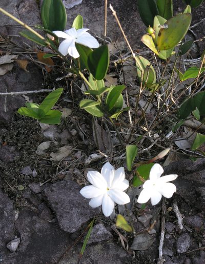 Jasminum nobile, photographed by Oleg Kosterin