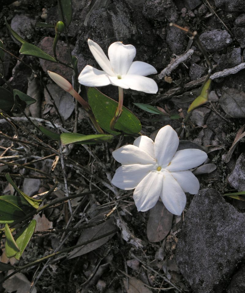Jasminum nobile, photographed by Oleg Kosterin