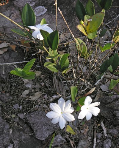 Jasminum nobile, photographed by Oleg Kosterin