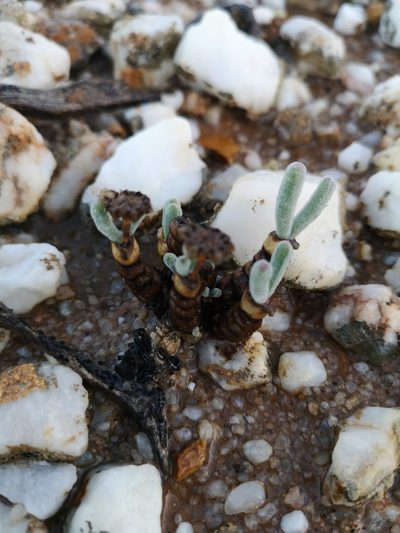 Monilaria moniliformis, photographed by leandra-k_89