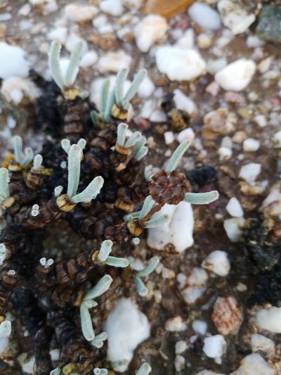 Monilaria moniliformis, photographed by leandra-k_89