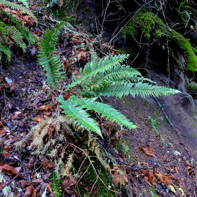 Polystichum californicum, photographed by John Hibbard