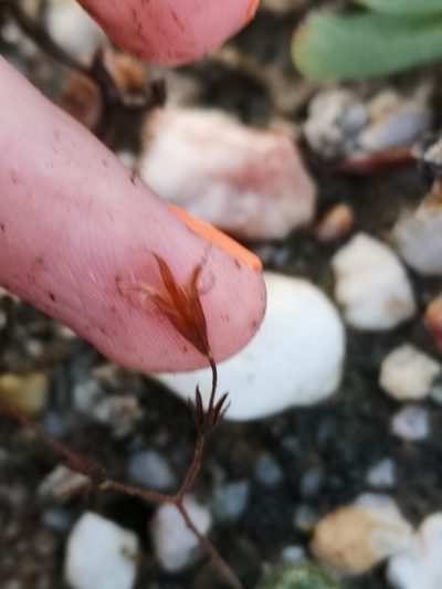 Tylecodon occultans, photographed by leandra-k_89