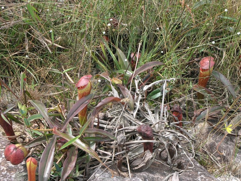 Nepenthes bokorensis, photographed by Oleg Kosterin