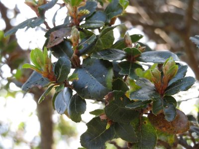 Quercus phillyreoides, photographed by Marco Mussita