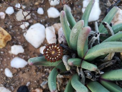 Argyroderma fissum, photographed by leandra-k_89