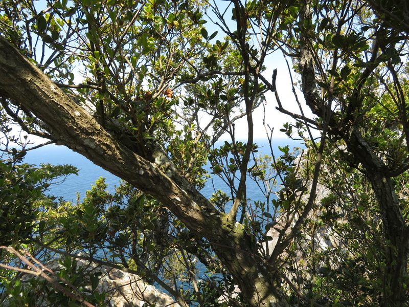 Quercus phillyreoides, photographed by Marco Mussita