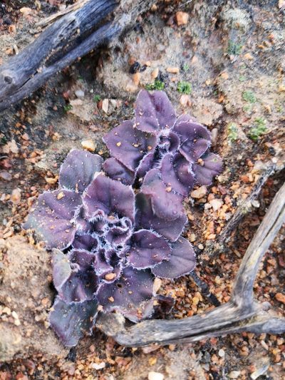 Pelargonium moniliforme, photographed by leandra-k_89