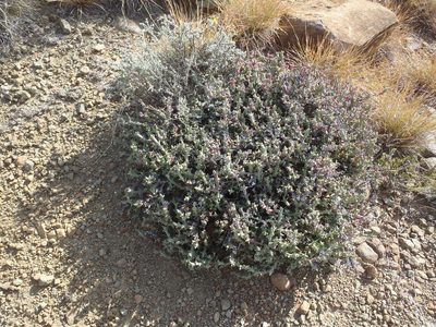 Ruschia perfoliata, photographed by Nicola van Berkel