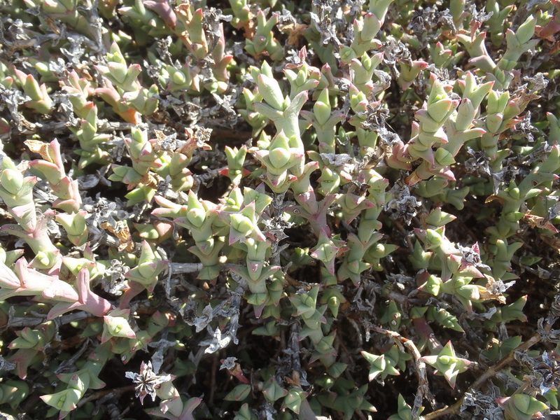 Ruschia perfoliata, photographed by Nicola van Berkel