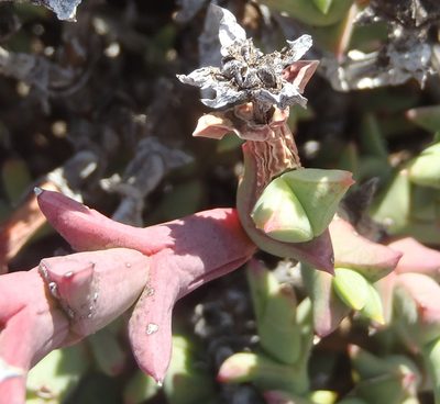 Ruschia perfoliata, photographed by Nicola van Berkel