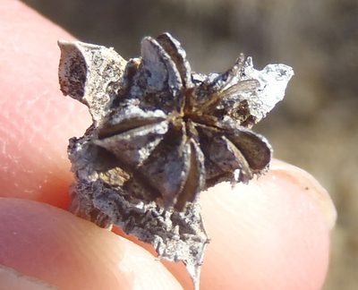 Ruschia perfoliata, photographed by Nicola van Berkel