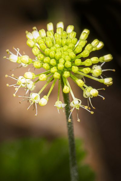 Hydrocotyle bonplandii, photographed by Alan Rockefeller