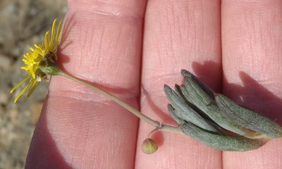 Crassothonna cacalioides, photographed by Nicola van Berkel