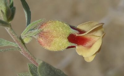 Hermannia gracilis, photographed by Nicola van Berkel