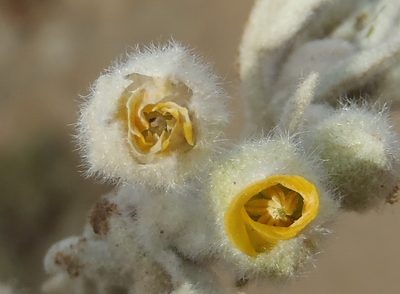 Hermannia vestita, photographed by Nicola van Berkel