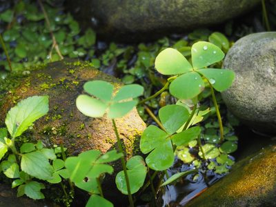 Marsilea minuta, photographed by 葉子