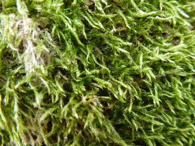 Hypnum resupinatum, photographed by Susan Marley