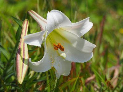Lilium longiflorum, photographed by 葉子